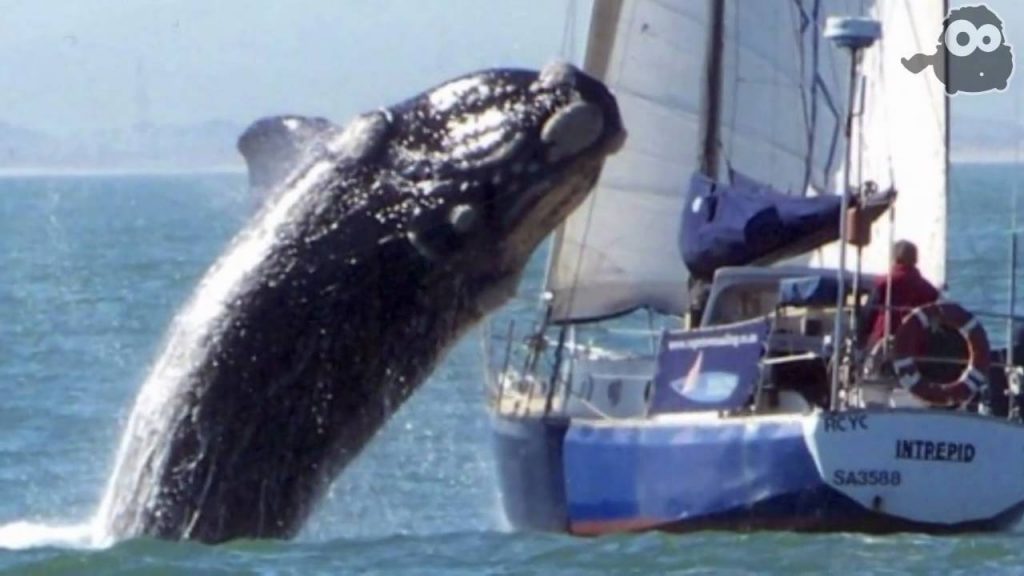 balena-con-barca