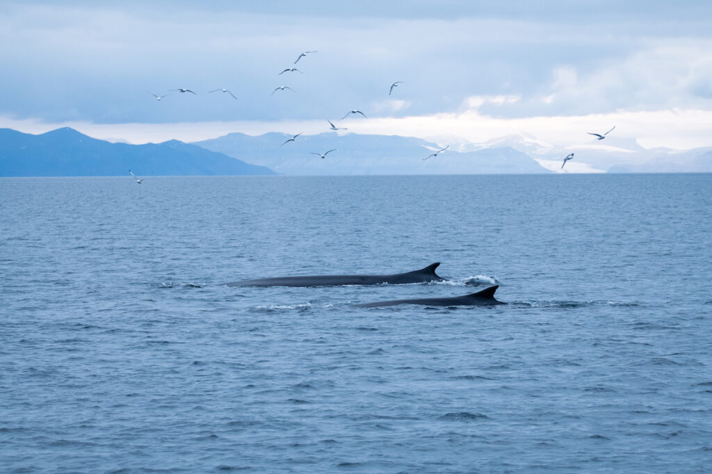Two-Fin-whales-swimming-off-the-coast-of-Svalb