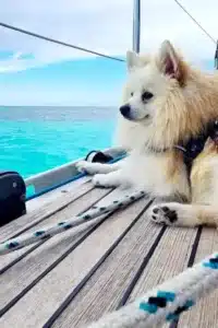 Animales en el barco crucero