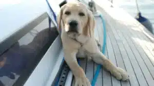 Animales en el barco perro